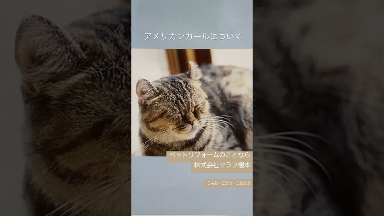 【アメリカンカールについて】ペットリフォーム　マンション　キャットステップ　キャットウォーク　ネコ　猫　猫と住む家