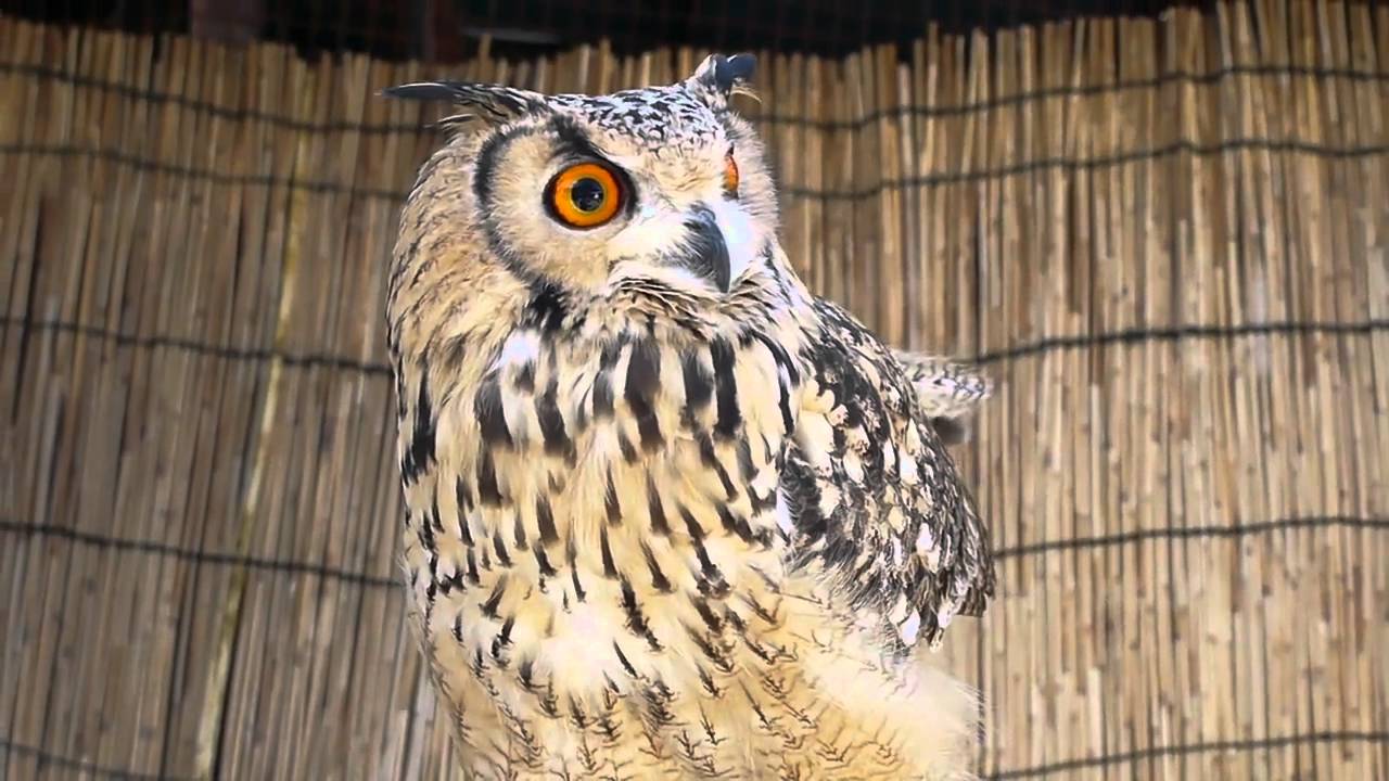 ベンガルワシミミズクの餌鳴き　トコｖｅｒ
