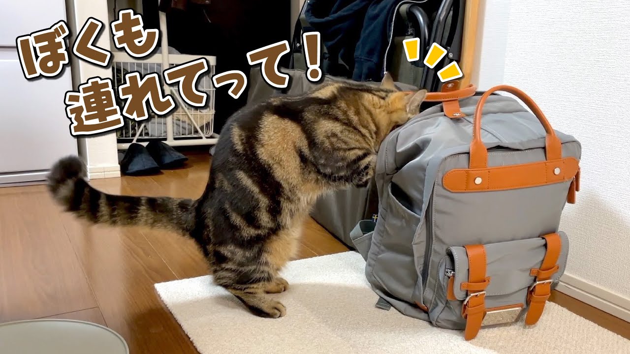 大好きなパパが出て行っちゃうので荷物に忍び込もうとする猫！