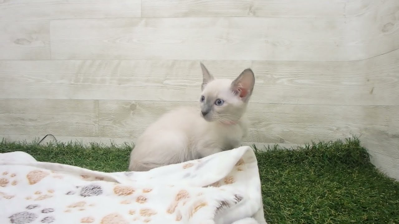 ペットショップcoo&riku No.00625653 トンキニーズ