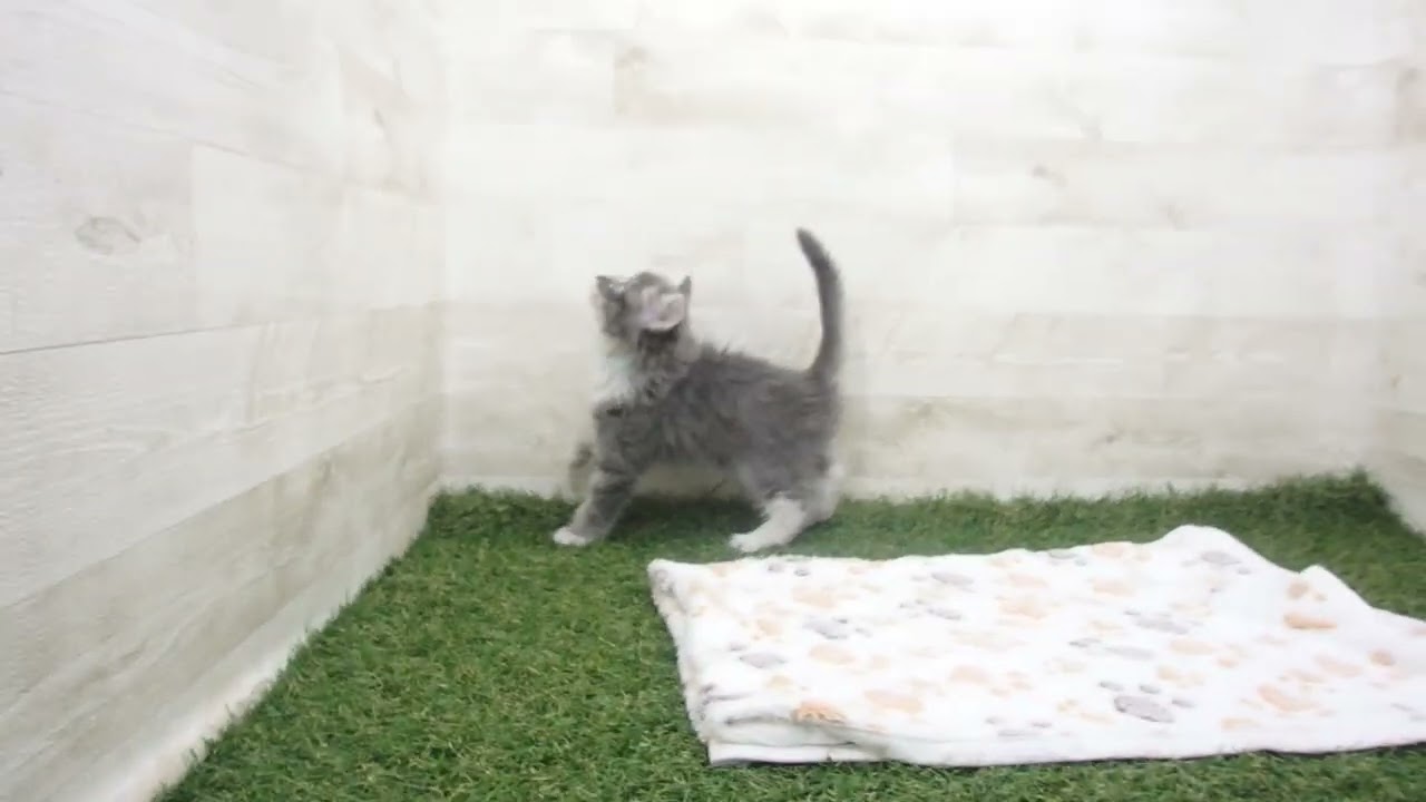 Coo&RIKU　No00626320 ノルウェージャン・フォレストキャット