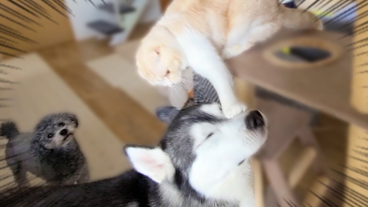 子猫がお尻にうんちをつけていたので犬が指摘したら...笑