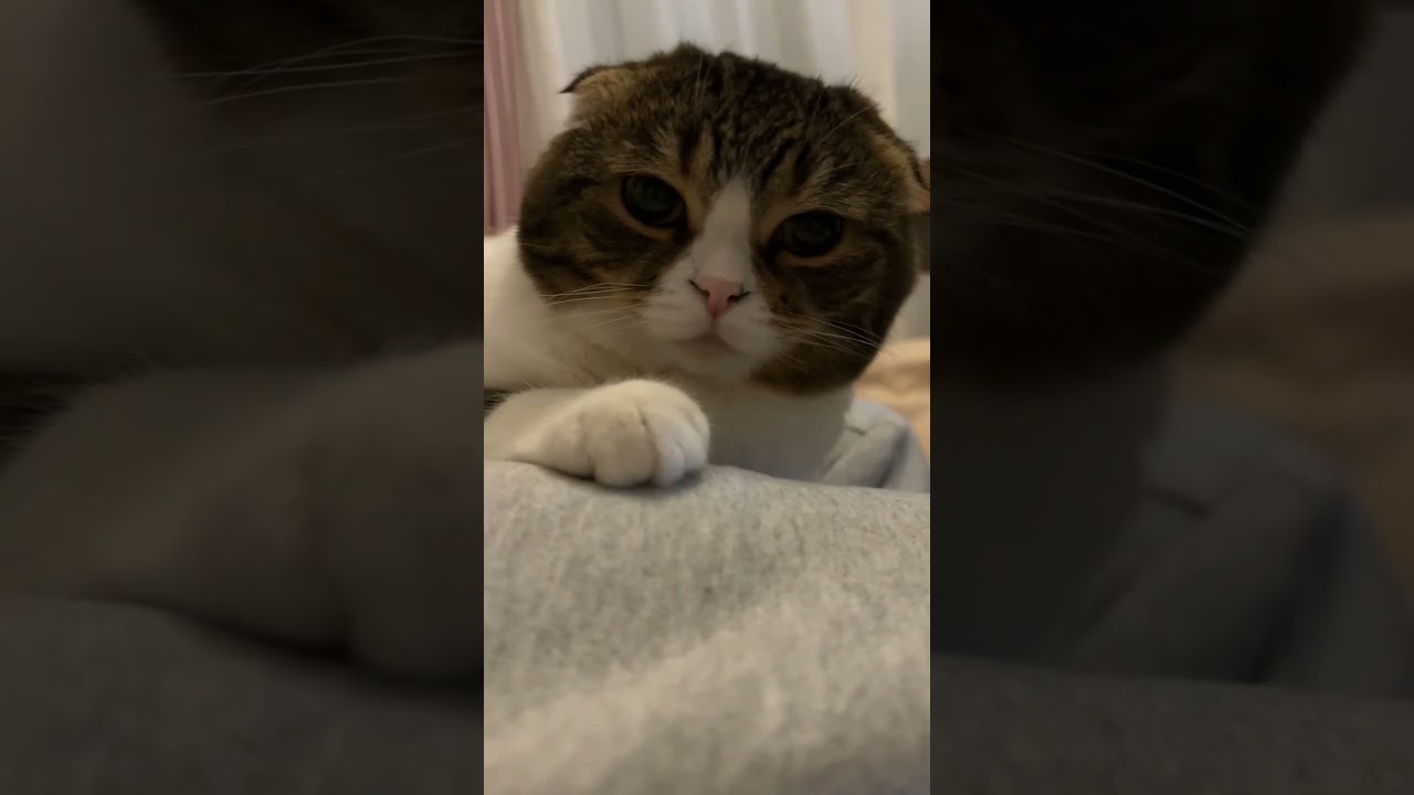 なでなでを拒否する猫😿