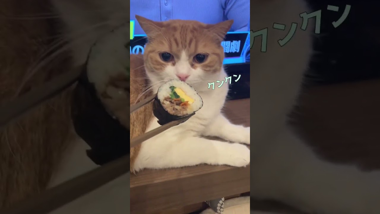 節分にキンパ見せてみた#shorts #猫動画 #スコティッシュフォールド #癒し #かわいい猫 #節分#キンパ