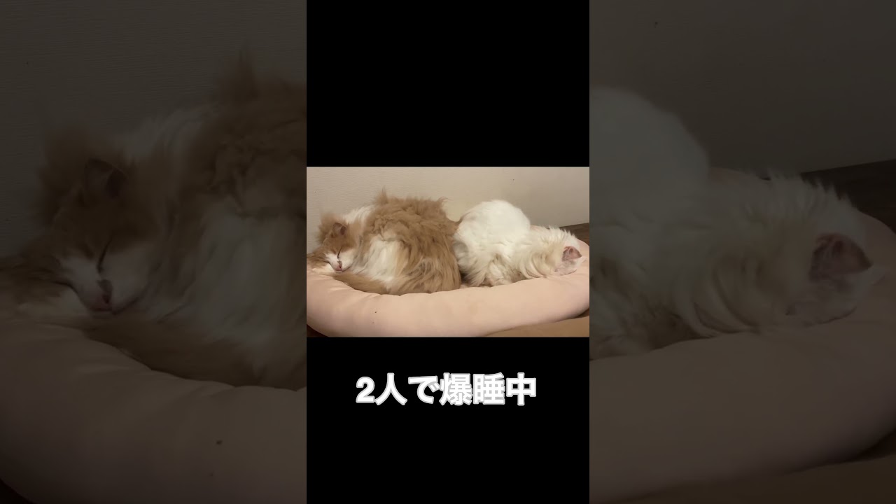 寝てる猫たち#shorts #short #ノルウェージャンフォレストキャット #アメリカンカール #猫#かわいい #癒し