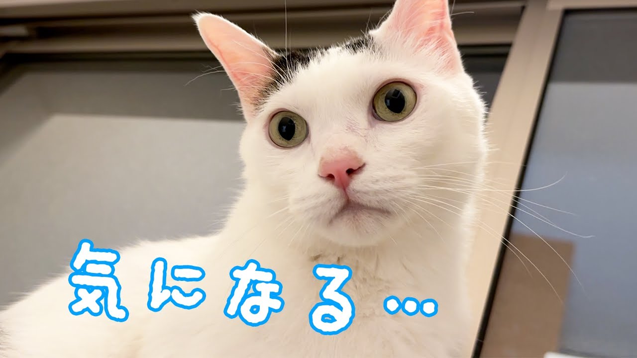 寝る前に窓枠で何もないとこを見るチロさん…