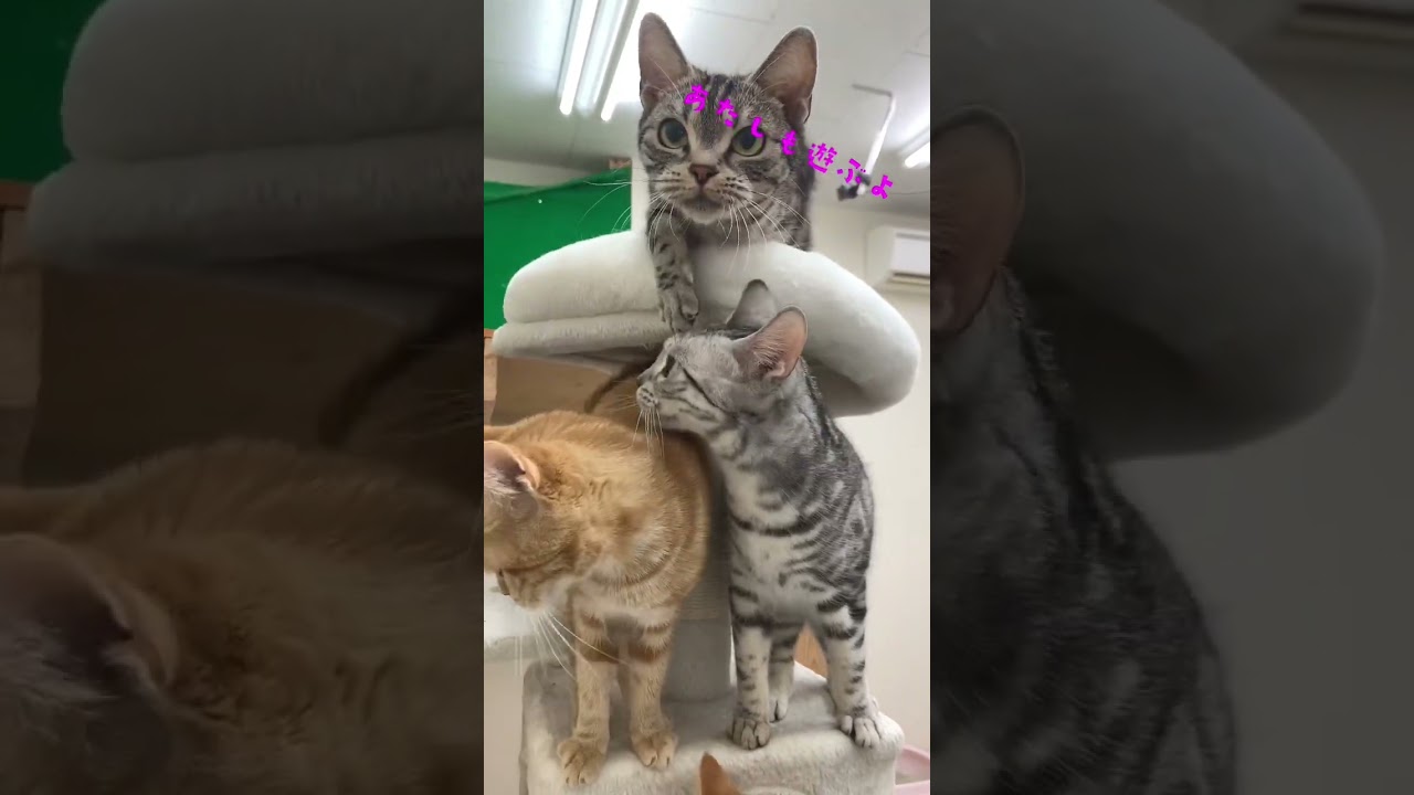 ぱんち😉#アメリカンショートヘア #猫 #ねこ #猫動画 #猫好きさんと繋がりたい #癒され猫動画 #ねこぱんち #ペットモデル大募集 #shorts