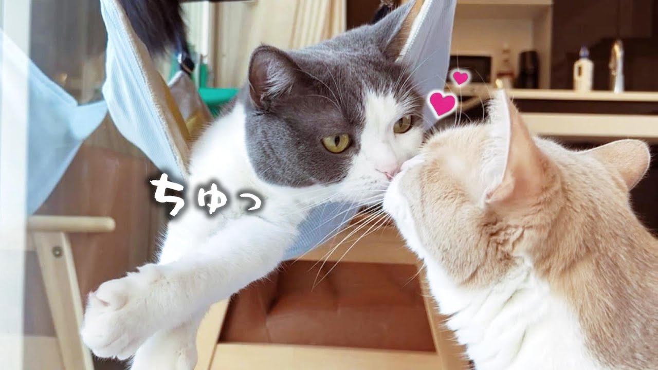 天使のように可愛いわんにゃん達。今日もありがとう　702話