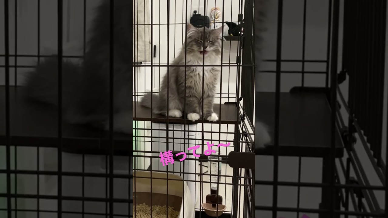 遊んでほしくてついつい鳴いちゃう子猫#shorts #ねこ動画 #サイベリアン  #cat