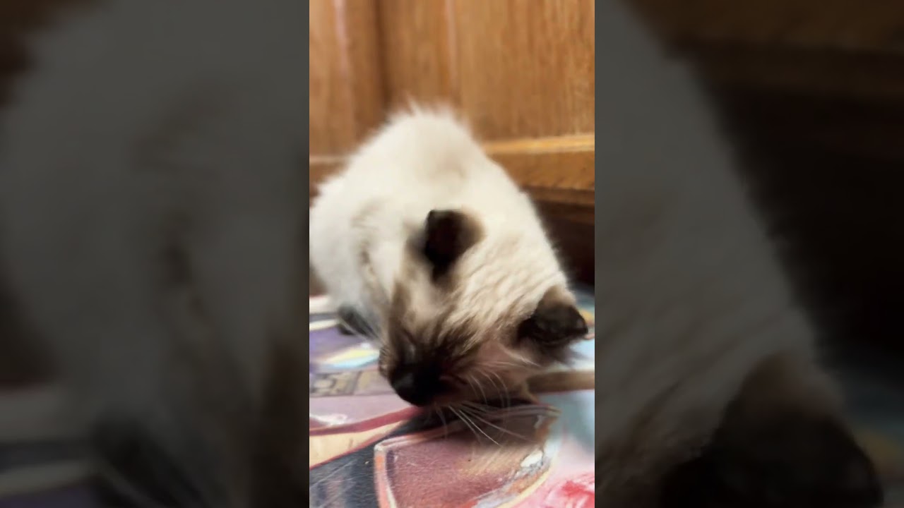 【ブチギレ】飼い主に爪を立てるオオヤマネコの子猫💥#shorts 【猫の威嚇シャーと唸り声🔥】