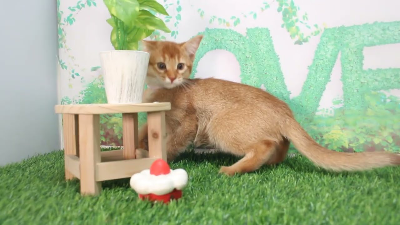 Coo&RIKU　No621660　アビシニアン