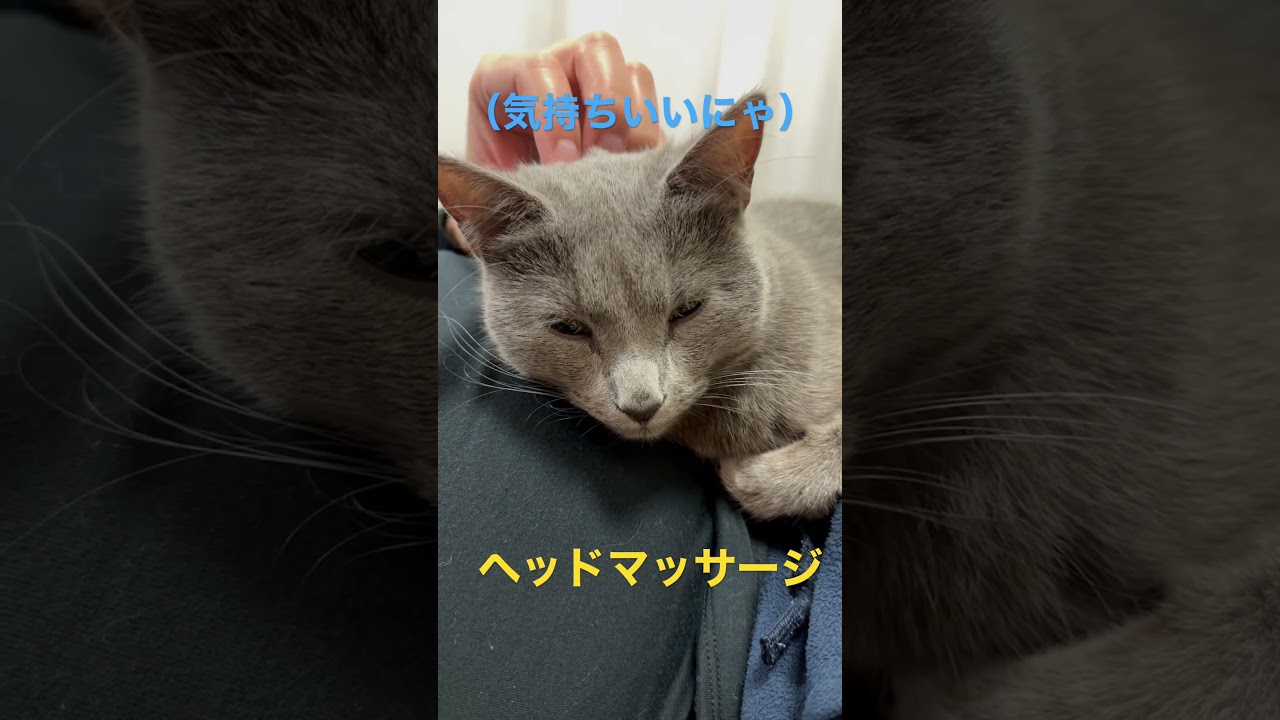 ヘッドマッサージが気持ちいい猫（ロシアンブルー）#shorts