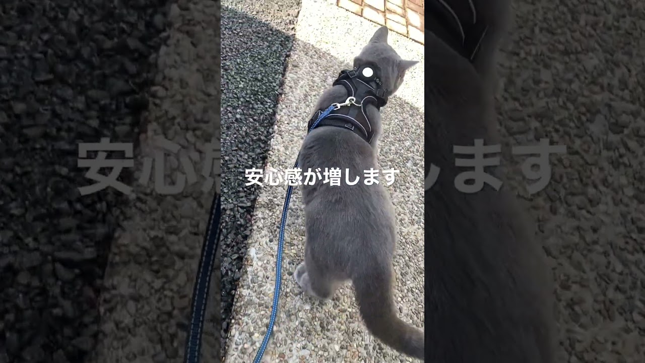 猫にAirTag 散歩が楽しくなる　ブリティッシュショートヘア　猫　ぽむきち