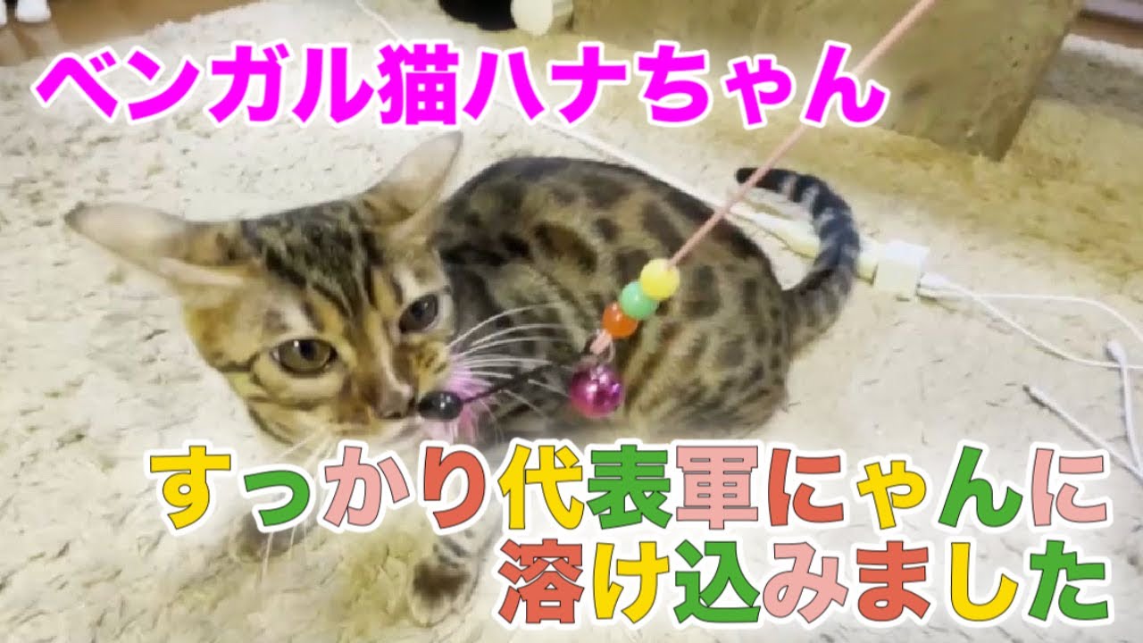 猫多頭飼い宅にベンガル猫が慣れて行く過程【Bengal cat】