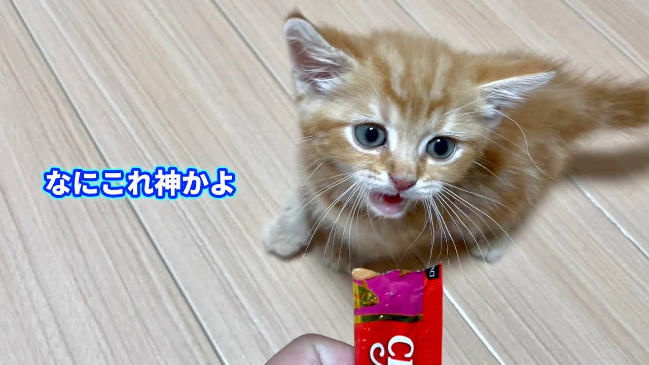 人生初ちゅーるで昇天した子猫