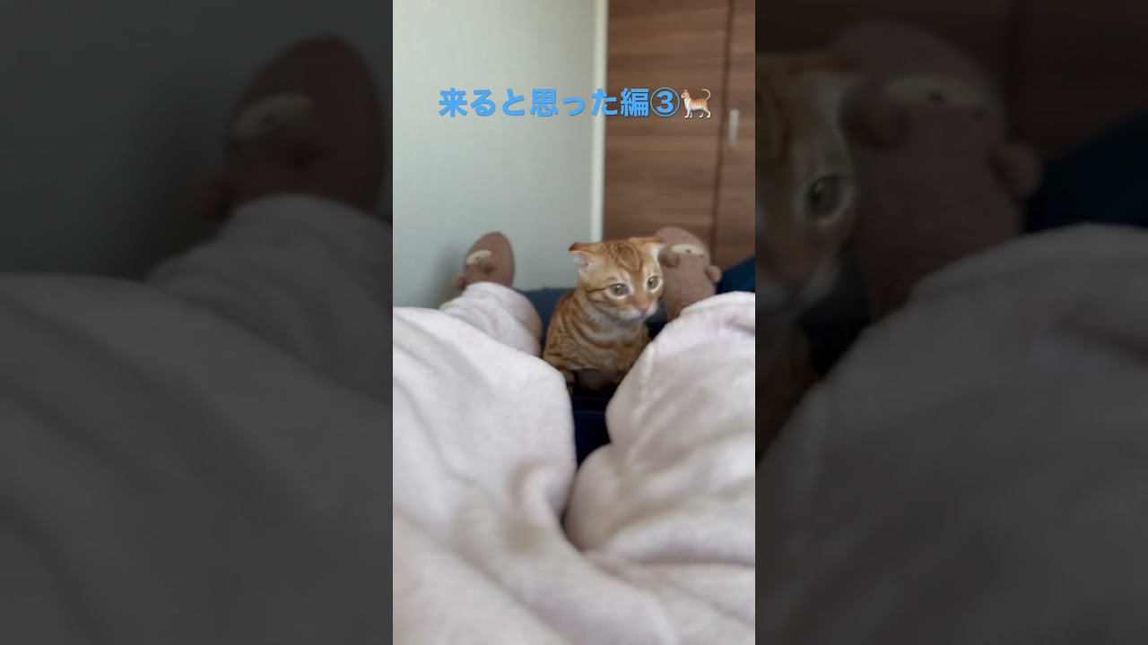 来ると思った編③ #キンカロー #cat #猫 #好奇心旺盛　#kitten #子猫 #cutecat #猫のいる暮らし #animal #funnycat #cute