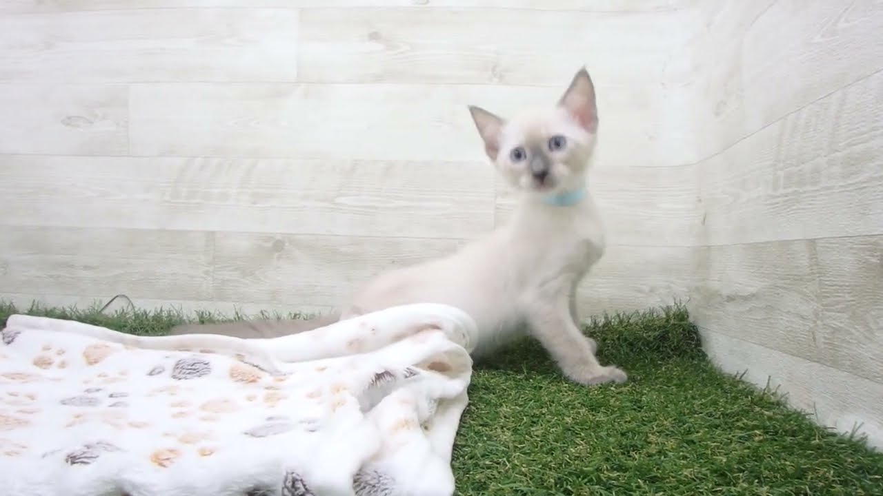 ペットショップcoo&riku No.00625652 トンキニーズ