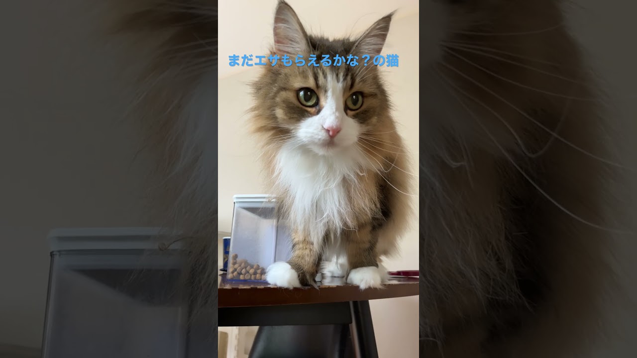 まだエサをもらえるのか？の猫#shortsvideo #ノルウェージャンフォレストキャット #cat #cats #cute ##猫 #猫動画 #かわいい #かわいい猫 #猫