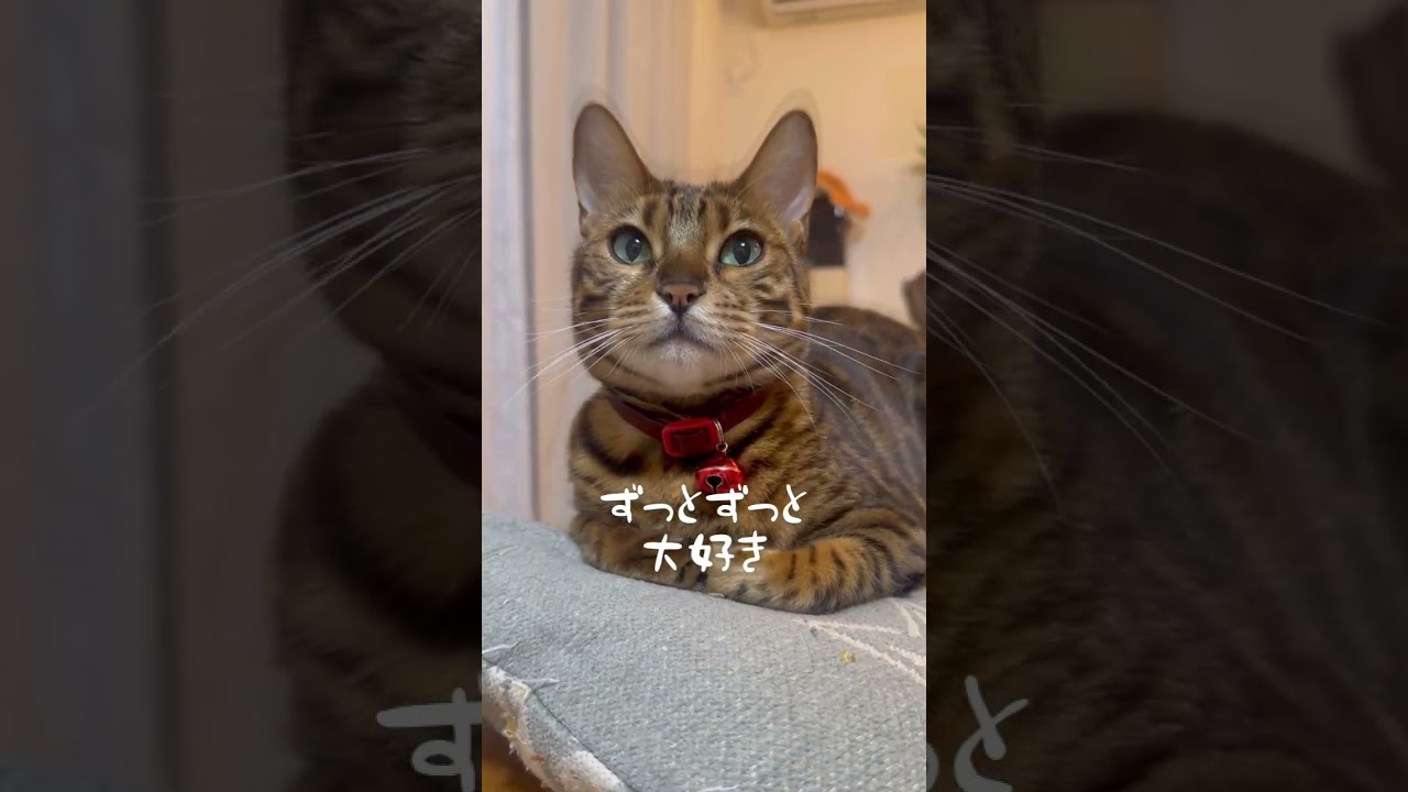 本日3/29はベル6歳の誕生日🎂 #shorts