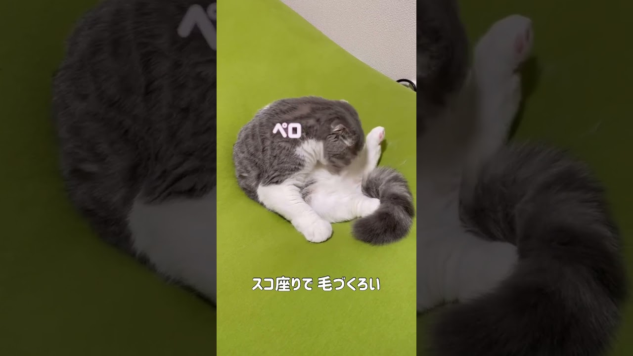 クッションの上でくつろぐ猫🐱 #スコティッシュフォールド #cat #おすすめ #のん #猫 #ゴロゴロ #日常