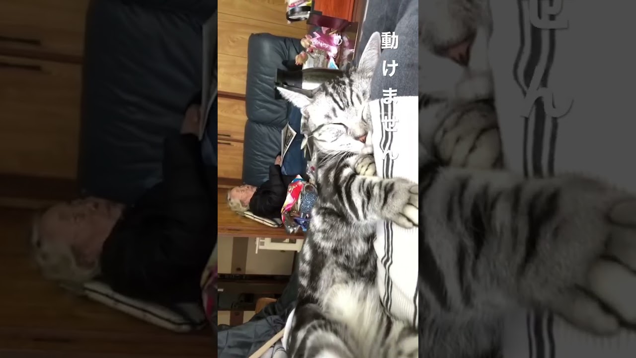 しばらく動けません… #マンチカン #ねこ