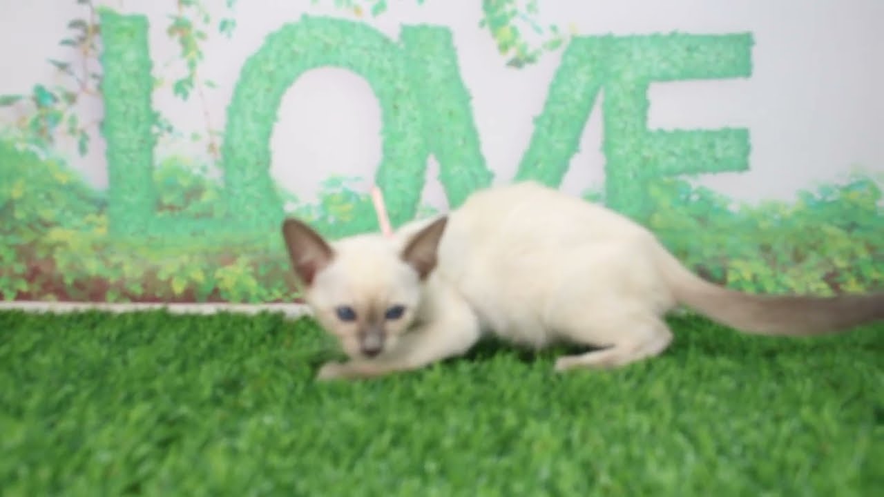 Coo&RIKU　No611992　シャム