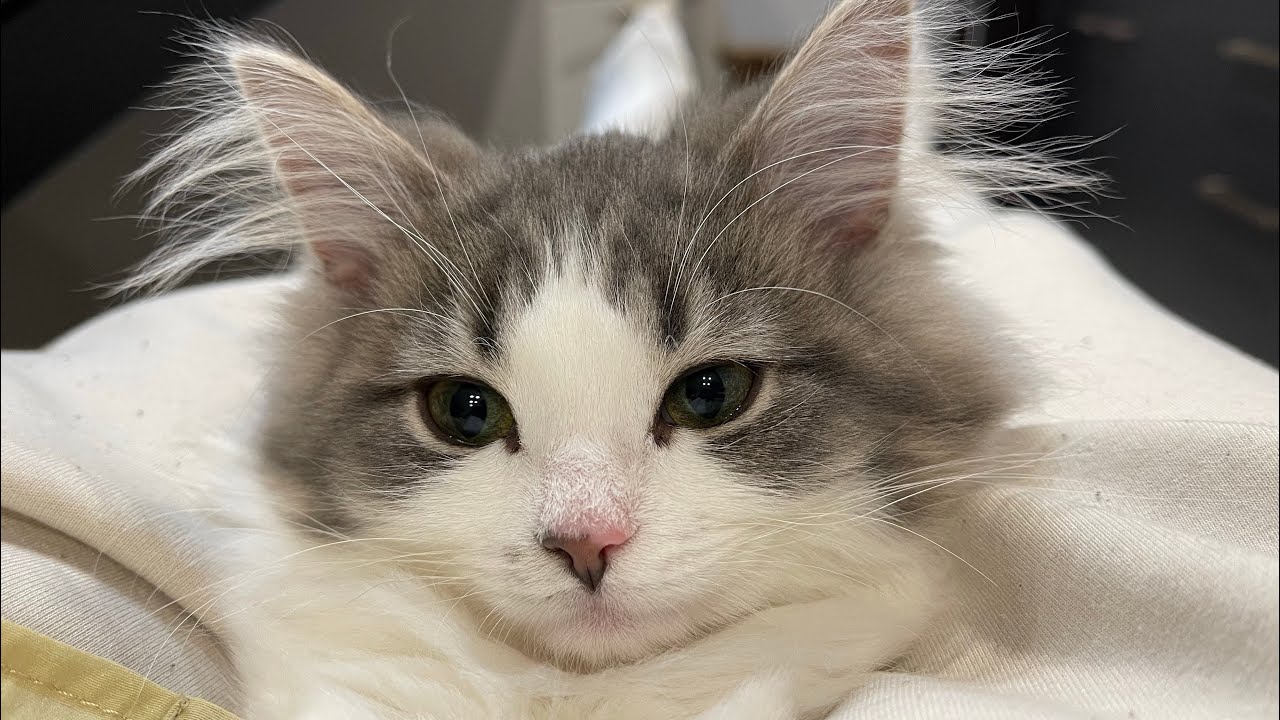 お留守番後、甘えて膝の上から動かなくなった子猫がかわいすぎました【ノルウェージャンフォレストキャット】