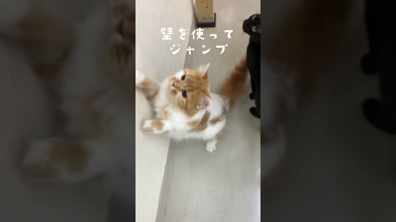 ジャンプ！#猫 #マンチカン #みたらし #おもちゃ #猫じゃらし #ねこ動画 #猫好きさんと繋がりたい #癒され猫動画 #ねこのいる生活 #かわいい猫 #cat #ペットモデル大募集 #short