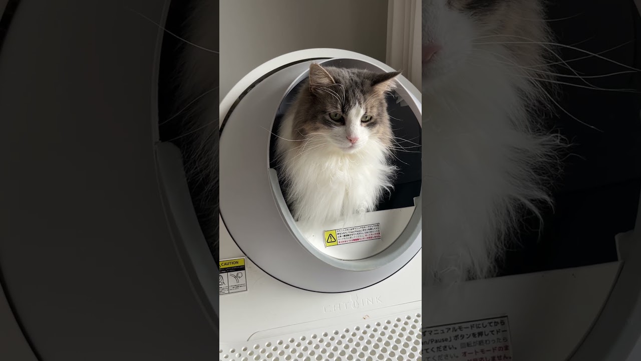 トイレ姿がイケメンすぎる猫 #ノルウェージャンフォレストキャット #長毛種 #cat #猫 #猫動画