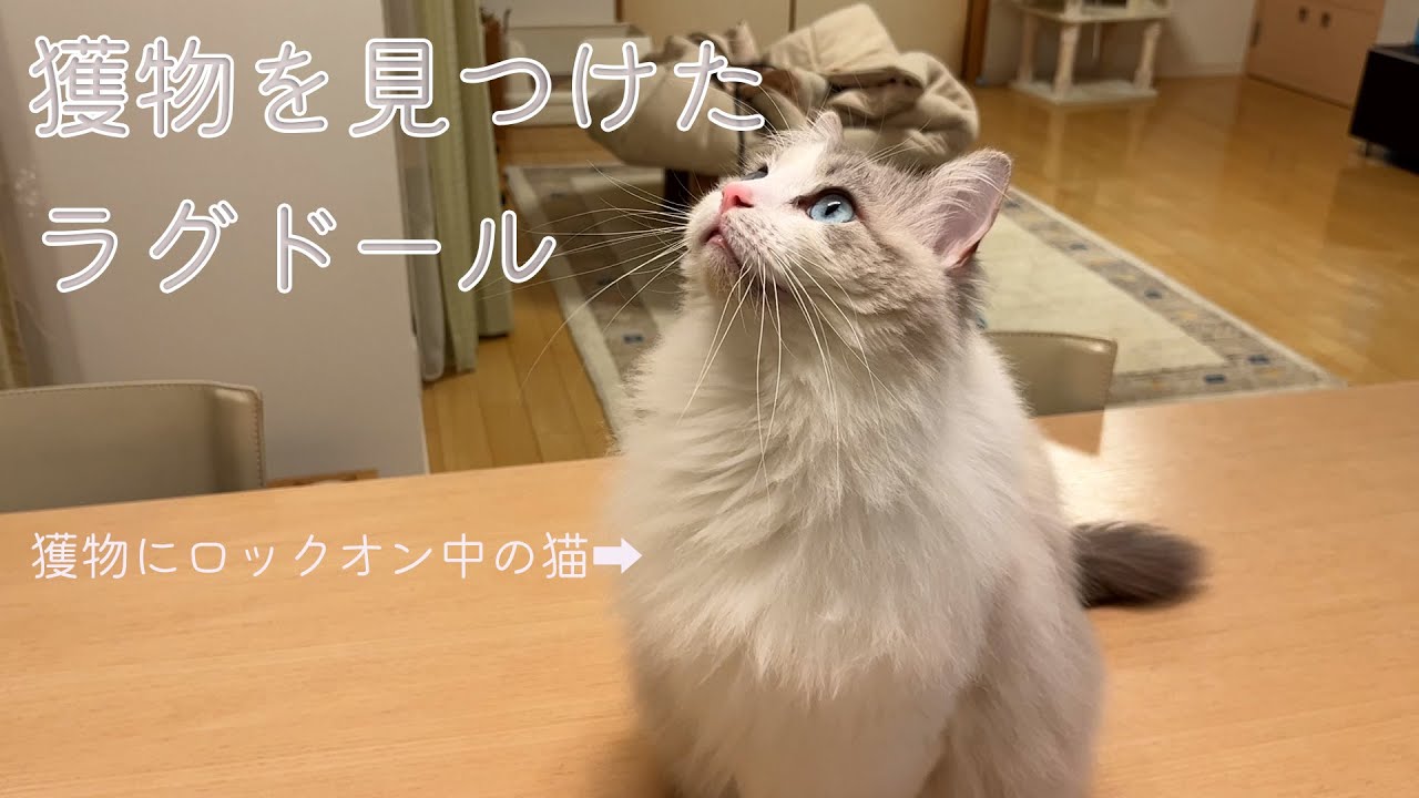 獲物を見つけたラグドール　Cat has found his prey!