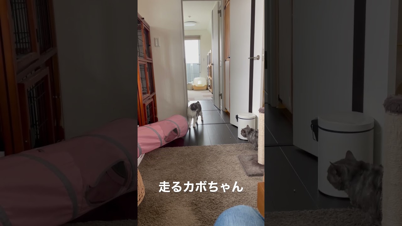 セルカークレックスのかぼちゃん