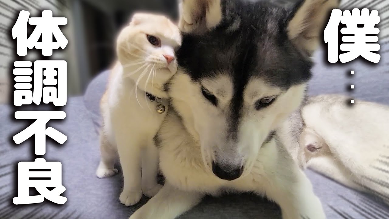 体調不良の飼い主を心配する子猫と犬がこうなりました...