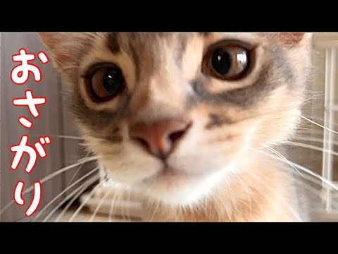 【癒し閲覧注意】僕のお気に入りはおさがりなんだ❣️【ソマリ】