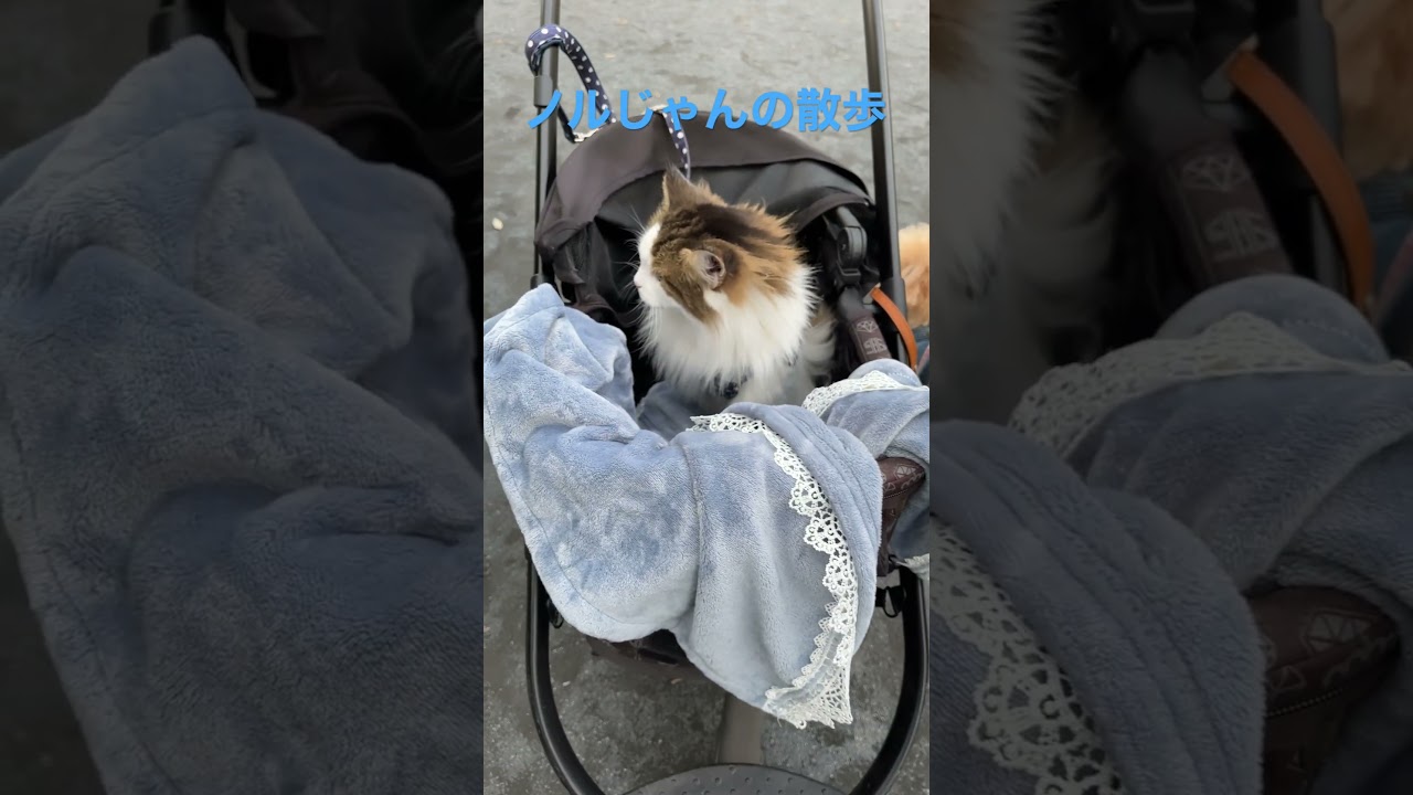 ノルウェージャンフォレストキャットの散歩#ノルウェージャンフォレストキャット #cats #cat ##猫 #かわいい #shortsvideo #'#shorts