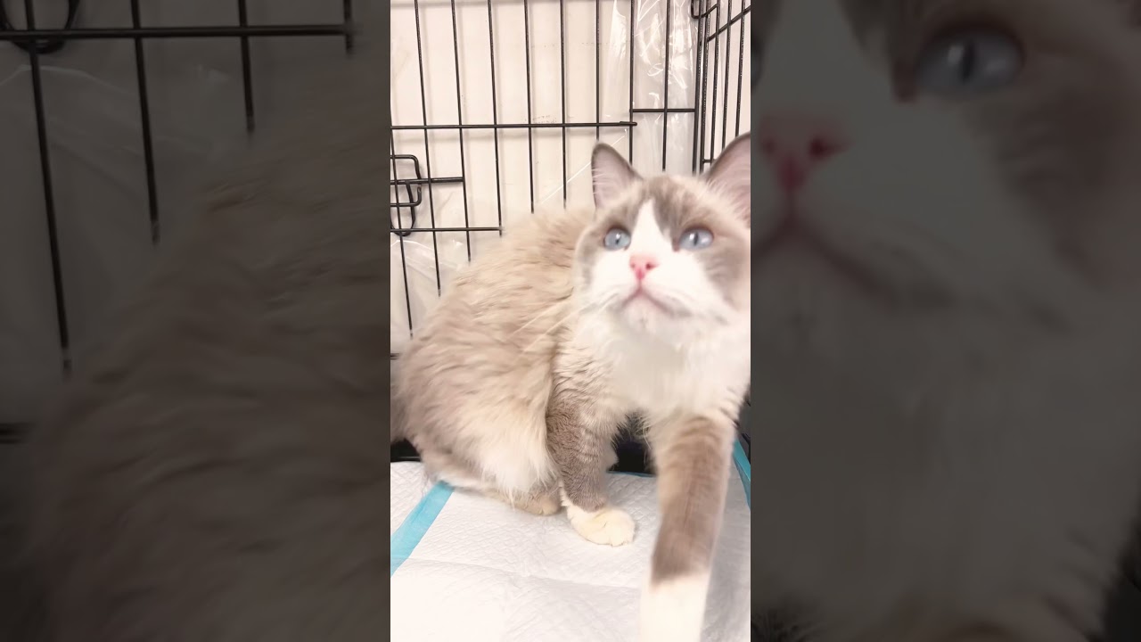 #里親募集中子猫アゴはネコ #保護猫 #ラグドール　#ラグドール猫