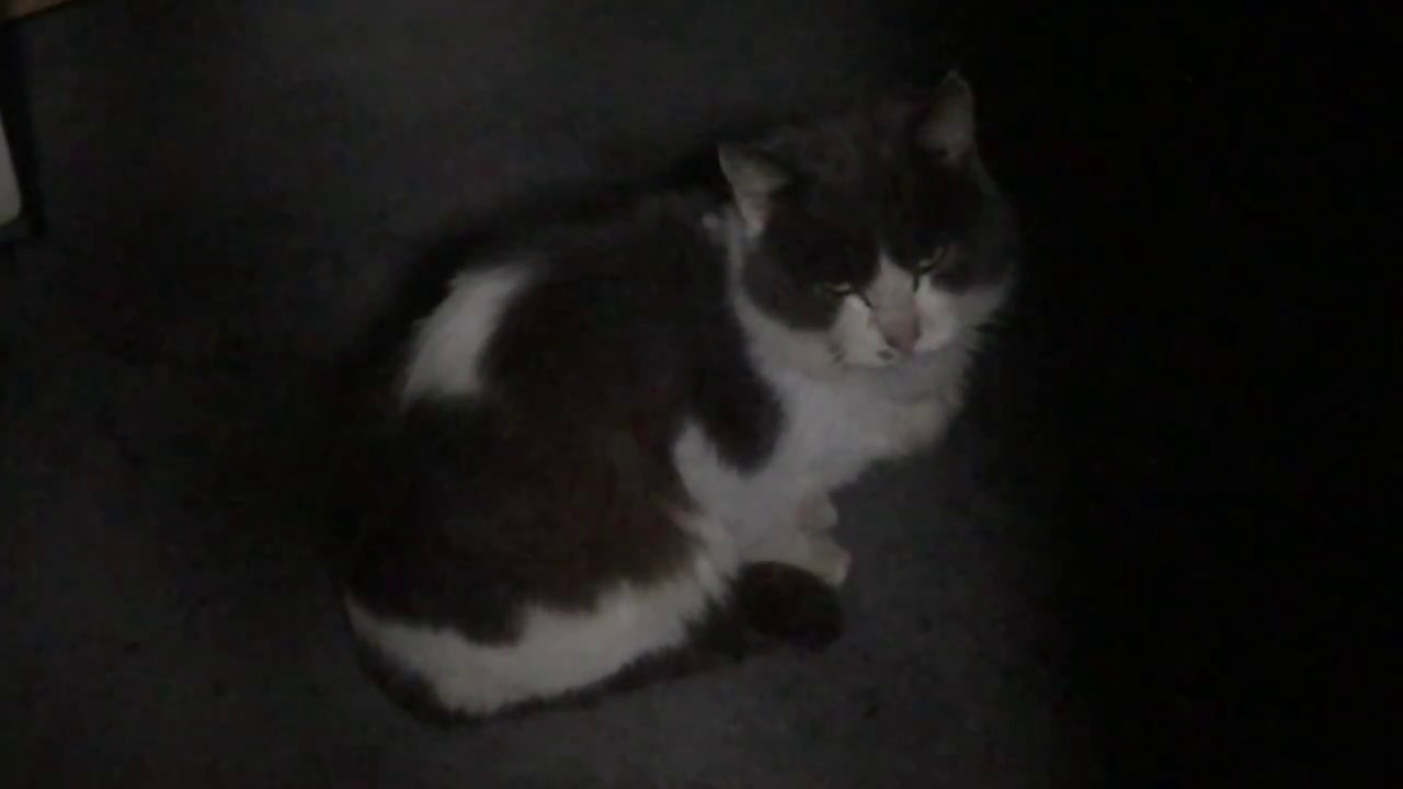 【図太め性格】野良猫Ａさん（性別不明）登場