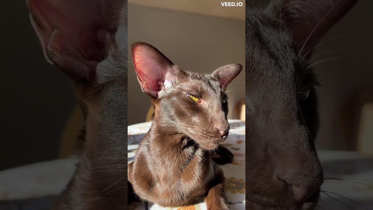 The Magic of Brown Cats: Exploring the Mystique Behind Their Unique Color! #cat #funnycat #browncat