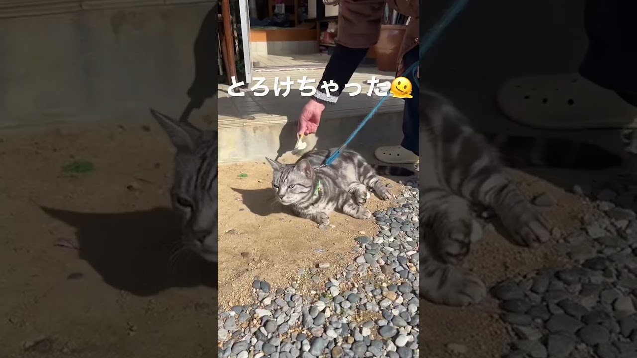 気持ちよくて溶けちゃう猫 #マンチカン #ねこ #cat 🤭