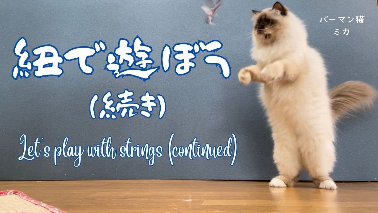 バーマン猫ガブとラフとミカとウリ【紐で遊ぼう（続き）】Let's play with strings (continued)（バーマン猫）Birman/Cat