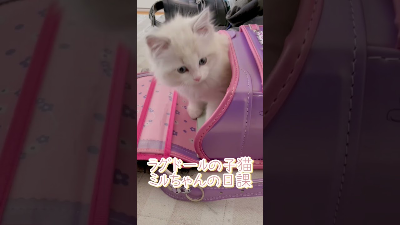 アイサちゃんのランドセルに戯れるのが日課#shorts #ラグドール #ラグドール子猫 #猫