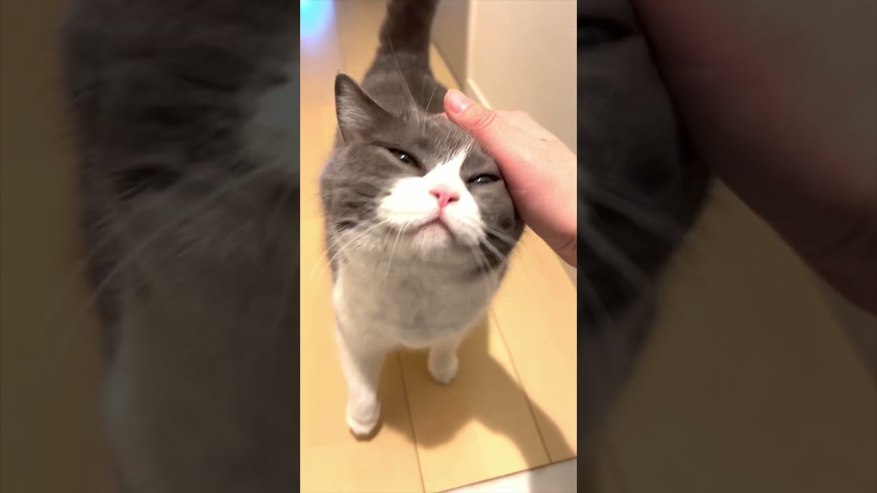 お出迎え猫208日目🐯🐾#お出迎え猫