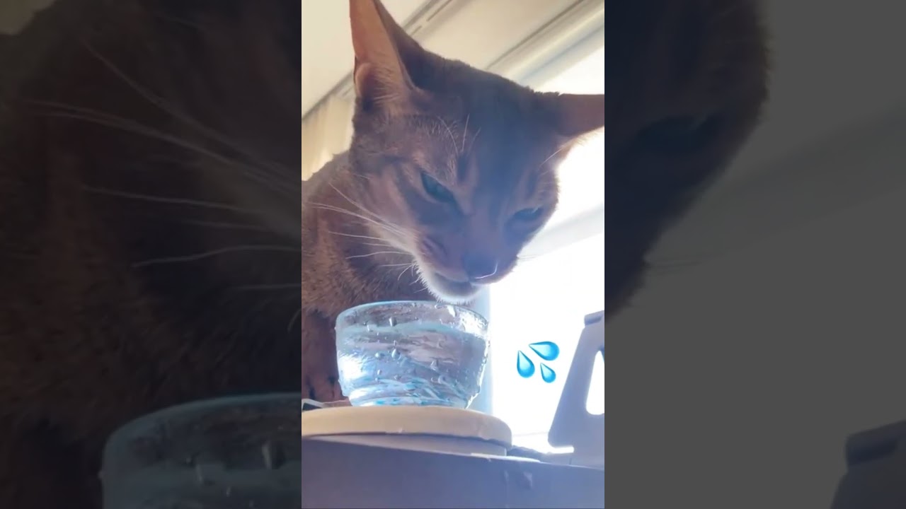 水飲みが下手なアビシニアン。豪快に水をこぼす猫。Abyssinian cat drinking water.