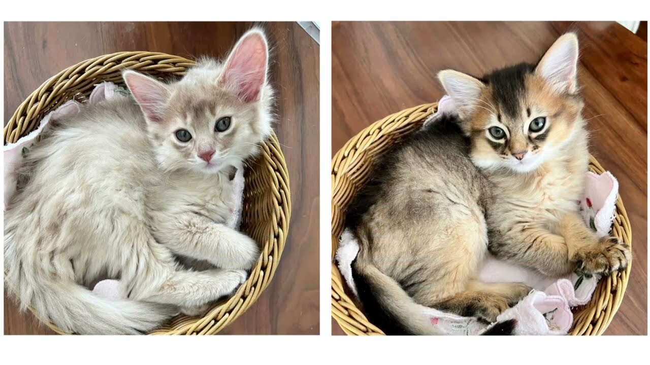 Somali Kitten 〜生後55-57日〜 ソマリの子猫