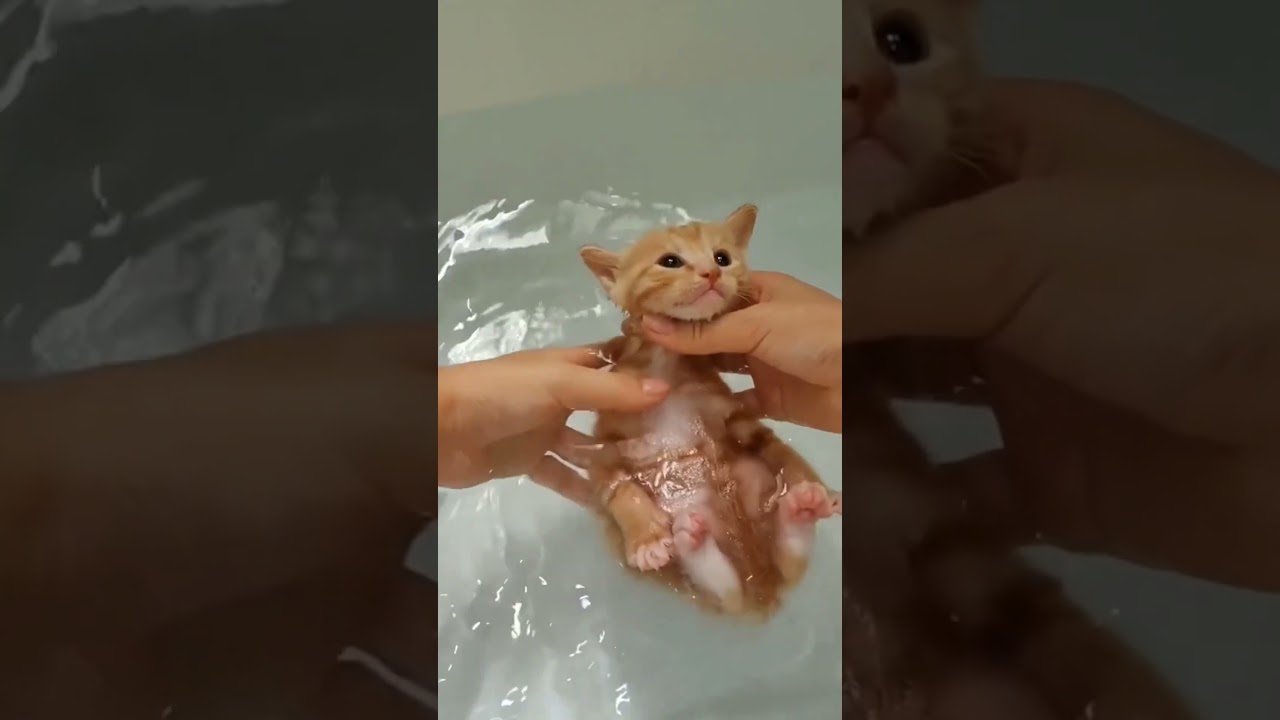 子猫の時と現在でこんなに変化しちゃいました。#shorts