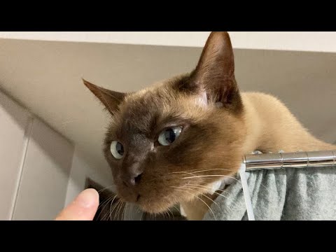 トンキニーズ 【2023/03/15】