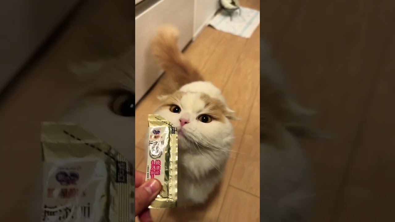 猫を誘惑する人#shorts #猫動画 #スコティッシュフォールド