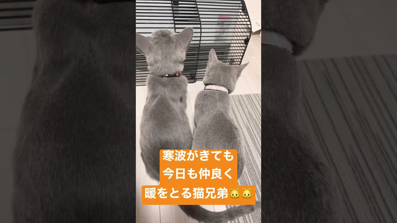 最強寒波がやってきた#猫 #ロシアンブルー #cat #catcute #兄弟猫 #肩組み猫