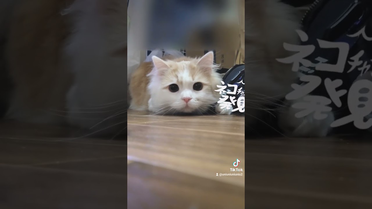 ねこなの#ラガマフィン #猫動画 #cat #shorts #お疲れ様です