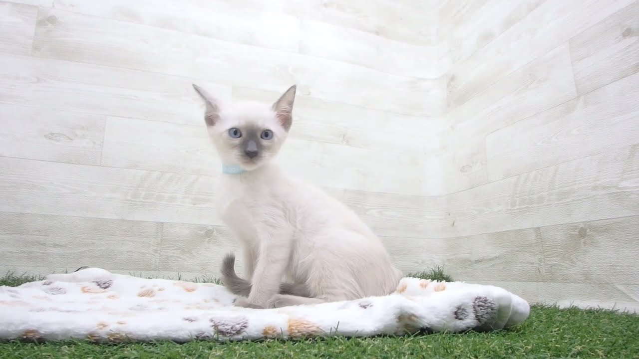 ペットショップcoo&riku No.00625650 トンキニーズ