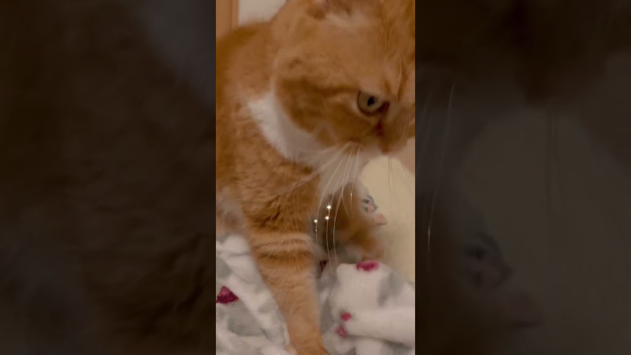 寝る前のもみもみ体操🐱#ねこ #ねこ動画 #猫 #猫動画 #スコティッシュフォールド #スコティッシュフォールド立ち耳 #もみもみ